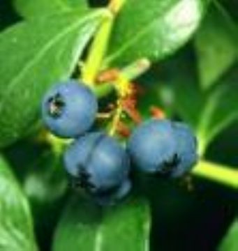 Iqf Wild Blueberry